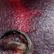 cacing darah hidup - cacing darah hidup bloodworm fresh