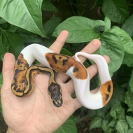 Promo Ball python morph pied female baby istimewa murmerrrr