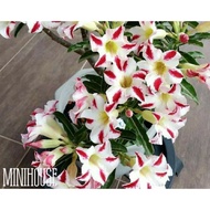 BIBIT BIJI BENIH KAMBOJA ADENIUM PUTIH MERAH