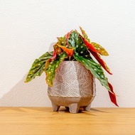 鱒魚秋海棠 小樹葉紋 水泥盆栽 桌上盆栽 開幕送禮 喬遷禮物