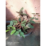 bonsai bahan dari tanaman rumput riut/putri malu xvrlis 8185zv