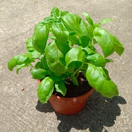 [Plantopia] Sweet Basil 罗勒 九层塔 - Pokok Herba | Ocimum basilicum | Basil Plant | Live Herb Plant