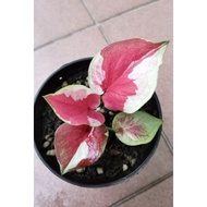 Caladium /Keladi Daran Noparat Rare nice pink variegated stable plant