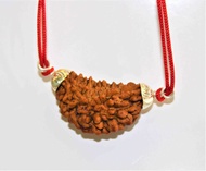 AUM Natural 1 Face/Mukhi Rudraksha