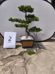 金鑽羅漢松~高75cm横約60cm