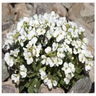 Flower Arabis alpina Rock-Cress white flower seeds (Arabis Alpina)