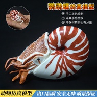 Simulation Ancient Marine Life Parrot Snail Cordyceps Ammonite Model Toys Plastic Children Science E