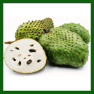 ❀ ◳ Guyabano Soursop Seeds 10seeds