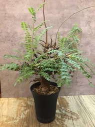 尼歌乳香 / 尼哥乳香 /Boswellia Neglecta