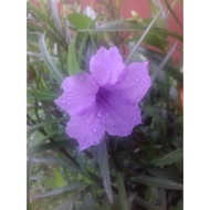 Keratan bunga ruellia tiga warna