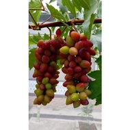 pokok anggur impot variety BEAUTY KARATHSOKA/anak pokok anggur