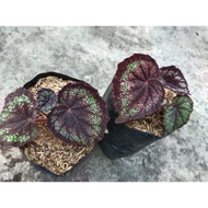 BEGONIA REX MUTIARA