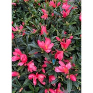 Camellia azalea 四季茶花0.6m height flower real live plant FREE fertilizer 0.5kg and FREE soil 3kg Free 