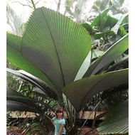 Pokok palma, landskap johannesteijsmannia altifrons, daun payung, diamond joey palm