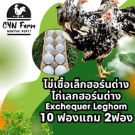 Variegated Leghorn Chicken Eggs (Exchequer Leghorn)