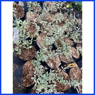 ◠ 🅸 ∮ African Talisay Variegated small size only