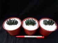 墨玉扇種子14粒（ Seeds of Haworthia truncata var. black )台灣破盤價 !