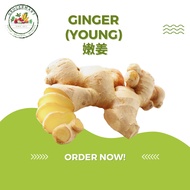 Ginger (Young) 嫩姜 | Grocermart Fresh