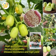100 Seeds/pack High Quality Fresh Jade Girl Mini Cucumber Seeds (Fast Germination) Rare Dutch Baby C