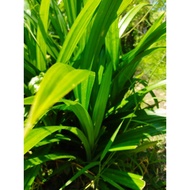 Pandan Leaves