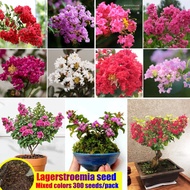 Malaysia Colorful Lagerstroemia Seeds for Planting 300pcs Per Bag Potted Garden Balcony Aromatic Fra