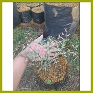 ◝ ☑ ✽ VARIEGATED AFRICAN TALISAY PLANT (SMALL)