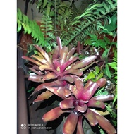 Bromeliad neoregelia