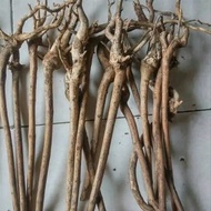 Sengani bonsai aquascape roots