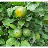 Bibit tanaman buah Jeruk lemon Cui/Lemon Kasturii