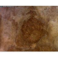 LP PARN'S MAGICAL ANIMAL CREATURES SOMDEJ PIM FISH 2460 BE. 100 %  GENUINE .