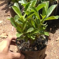 Tanaman hias adenium bonsai//Adenium bonsai