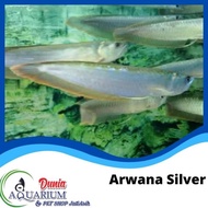 Ikan Hias Arwana Arowana Silver Red Brazil Predator 18-20 Cm