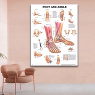 Human Body Chart Anatomy Foot and Ankle Poster Anatomical Chart Human Body Educational For Human Ana