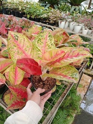 Aglaonema Mahasety