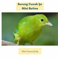burung cucak ijo mini betina