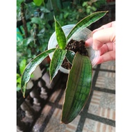 Cleopatra snake plant