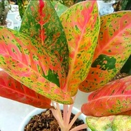 Aglaonema Big Roy Mutasi /aglonema Big Roy / Aglon