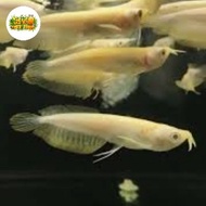 Arwana Silver Albino 13-14cm