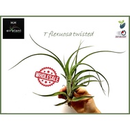 AIR PLANT TILLANDSIA FLEXUOSA TWISTED AIRPLANT 空气草 空气凤梨 无土植物