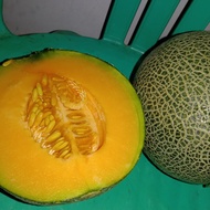 Melon Golden Aroma Hidroponik