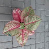 READY Tanaman Koleksi Aglaonema Dewi Hughes Aglonema Dewi Hughes Jumbo