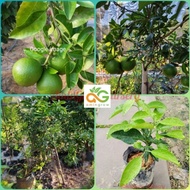 amingrow- 🌱Anak pokok limau pamelo sunkist/bali sunkist (Citrus sp.)- pokok buah🌱