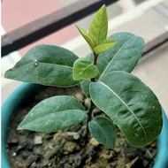 1PCS Bay Leaf Seeds Laurel Plant Bayleaf Tree Seeds