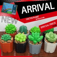 Cactus toy set​