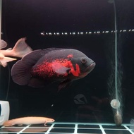 IKAN OSCAR BLACK TIGER PREDATOR TENGMET SIZE 20CM