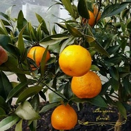Bibit tanaman buah jeruk santang madu sudah berbuah/berbunga
