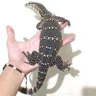 biawak air varanus salvator