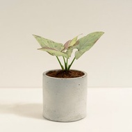 血斑合果芋│泥作系列│福所栽