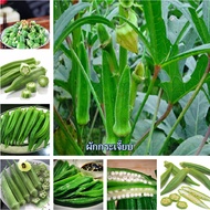 ในสต็อกในประเทศไทย ผักกระเจี๊ยบ Okra Seeds 30 บอนไซ บอนไซแคระ ต้นไม้ประดับ ต้นไม้ เมล็ดพันธุ์ เมล็ดพ