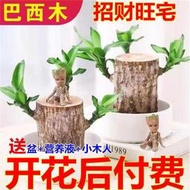 .蟲.巴西木開花水養格魯特木人桌面賴人綠植盆栽客廳室內